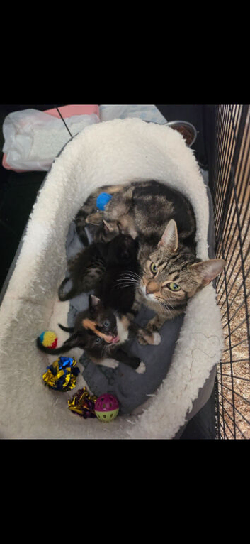 Kittens