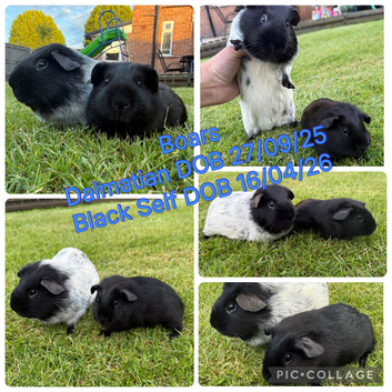 Boar Guinea Pigs
