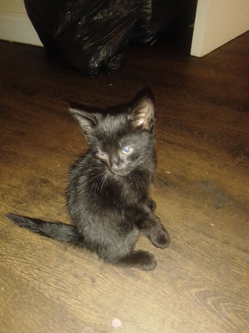 Beautiful, playful kittens for sale *READY NOW*