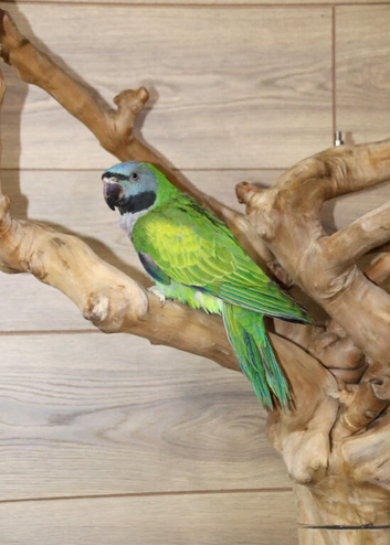 Darbyen Talking Parrot Male,20