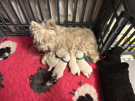 KC gorgeous Westies puppies