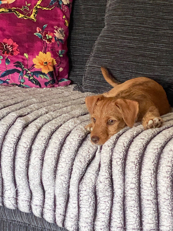Puppy 7 mth