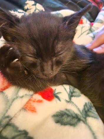 Ragdoll cross kitten