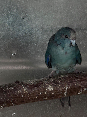 Kakariki hen