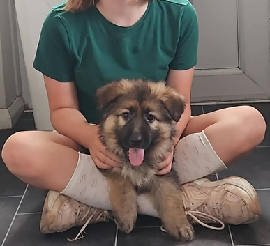 READY NOW 3 stunning female GSD