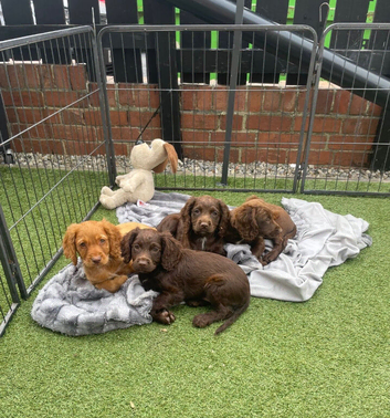 Cocker spaniel Puppies