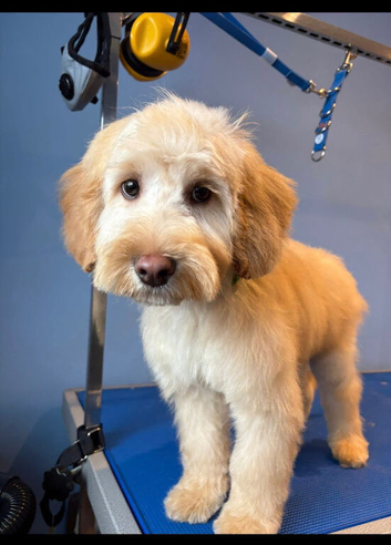 1 Year Old Cockerpoo Teddy
