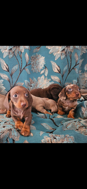 Ready now! True miniature dachshund
