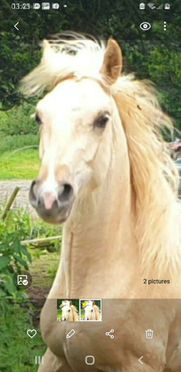lovely sec c 2 year old filly