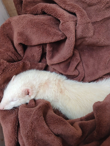 Female albino ferret