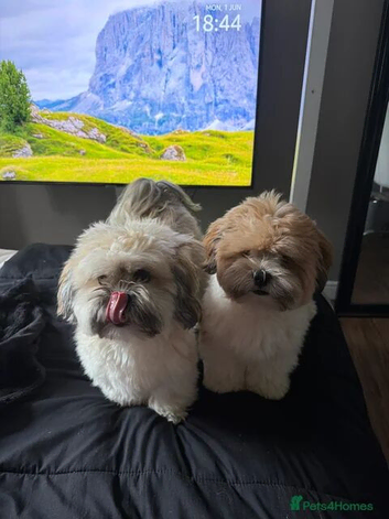 2 Lhasa apso boys