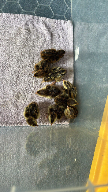 Coturnix (Japanese) Quail chicks