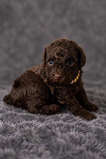 beautiful boy and girl available!