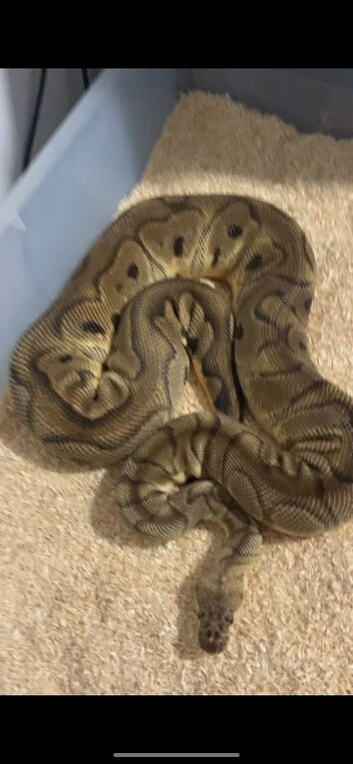 Adult female clown ball python