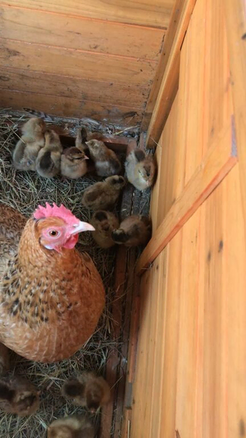 2 week old chicks