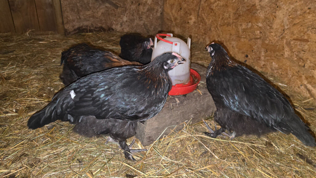 4no. Purebred French Black Copper Marans - 3 Pullets