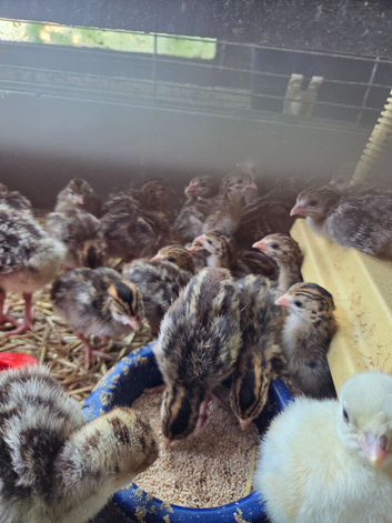 Guinea foul keets