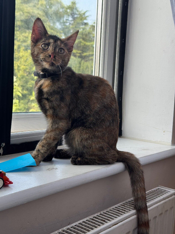 Looking for forever home