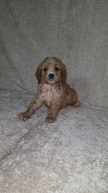️ Beautiful Cavapoo Puppies Looking for Their Forever Homes ️