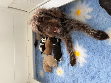 Miniature Australian Labradoodle Puppies