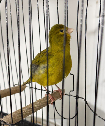 Breeding cock Fife canary