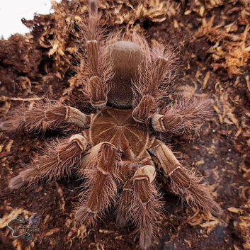 Triumphtarantulas