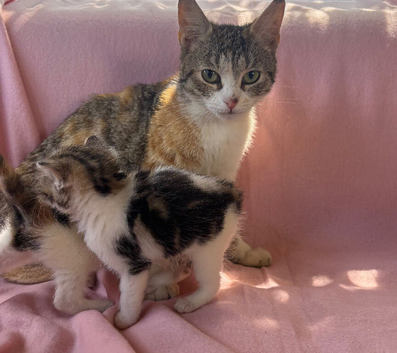 Beautiful kittens