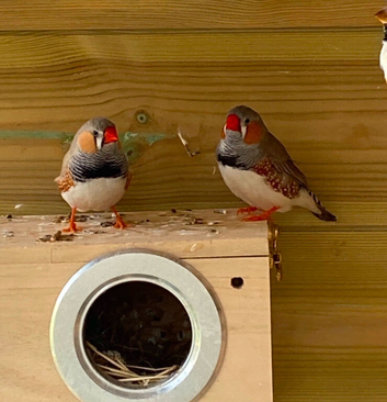 Zebra finches all colours ready now