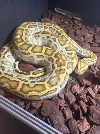 Female Burmese python