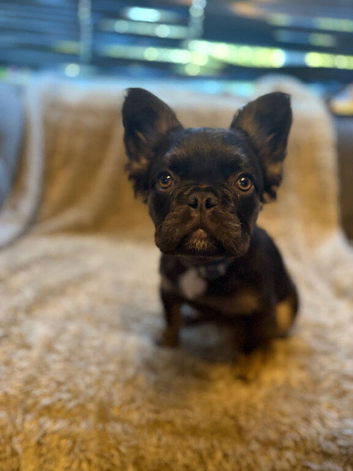 Fluffy male French bulldog
