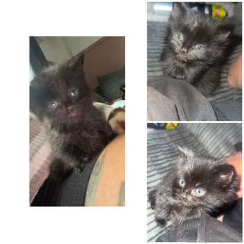Kitten