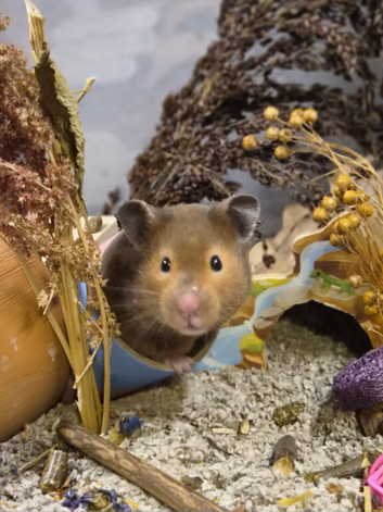 11month old female syrian hamster