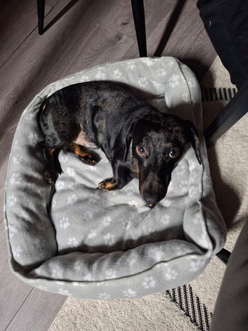 Dachshund