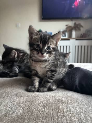 I have 5 beautiful baby&rsquo;s 7 weeks old not ready to just yet but looking for there forever homes