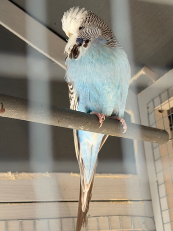 English Show Budgies &mdash; Pair for Sale