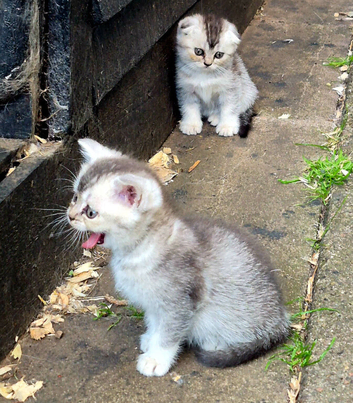 Pure Scottish fold & Scottish straight