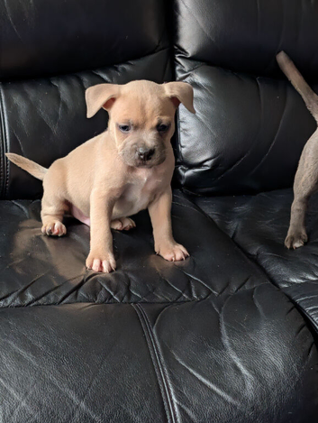 Frenchie X bully boy