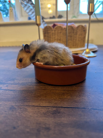 Syrian hamster babies