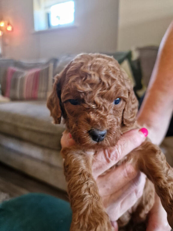 KC registered miniature poodles