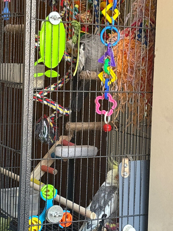 Beautiful Cockatiel Pair + Full Setup