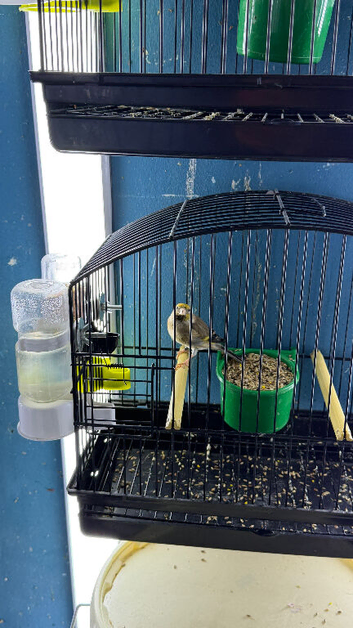 Goldfinch mule