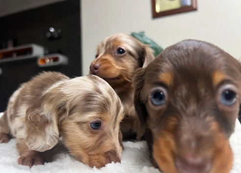 Tiny KC Longhair Dachshunds Chocolate & Dapple