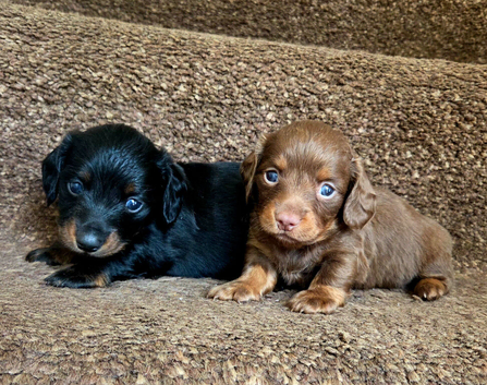 Stunning Miniature Long-Haired Dachshund Boys