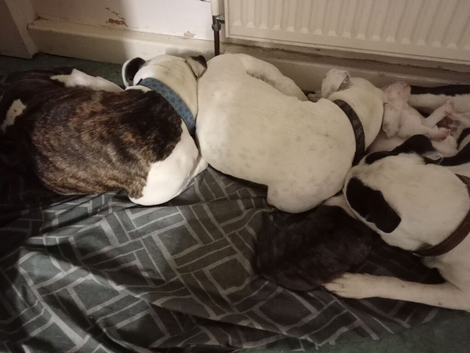 Staffy x stunning white pups