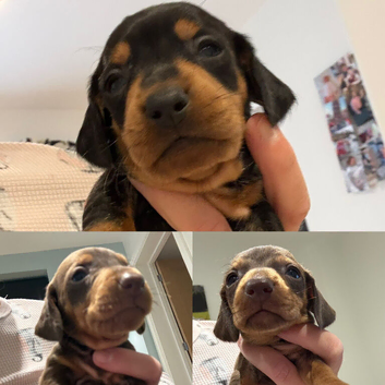 Ready to leave! Last 3 Miniature Dachshunds, purebred.