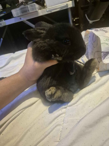 full black rabbit mixbreed