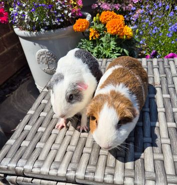 Beautiful Young Adult Sows