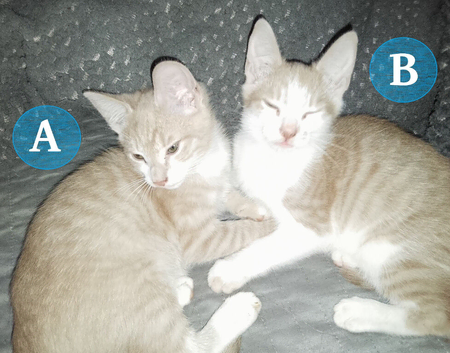 Two Ginger Boy Kittens