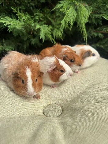 Beautiful baby boars