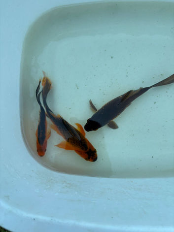 4 - 6 inch goldfish